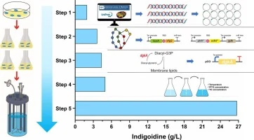 Pathway optimization and membrane engineering for highly eff