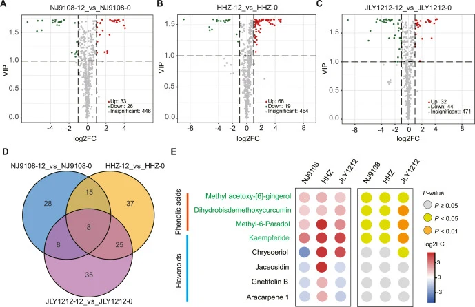 Differential polyphenol metabolites between fresh and stored rice grain. (A-C) Volcano plot of differential polyphenol metabolites in NJ9108 (A), HHZ (B), and JLY1212 (C). (D) Venn diagram illustrating the overlap of differential polyphenol metabolites across the three cultivars. (E) Heatmap depicti