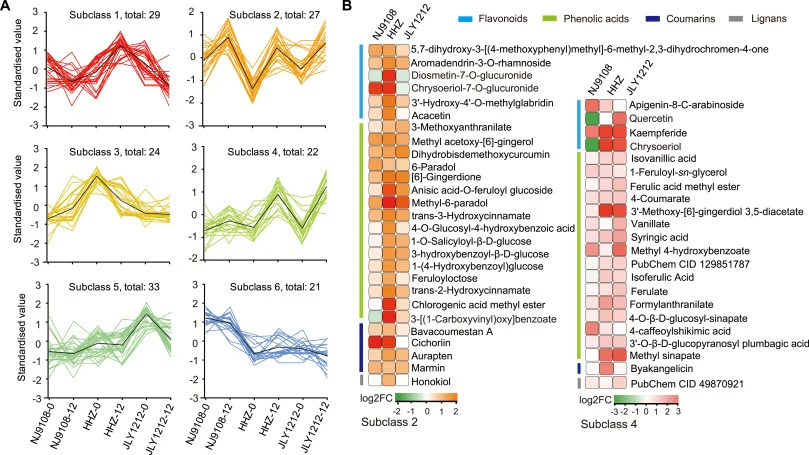 差异多酚代谢物的积累趋势。(A) 差异多酚代谢物的K-means聚类(k=6,通过肘部法则选取)。(B) 第2和第4亚类中差异多酚代谢物的丰度变化。