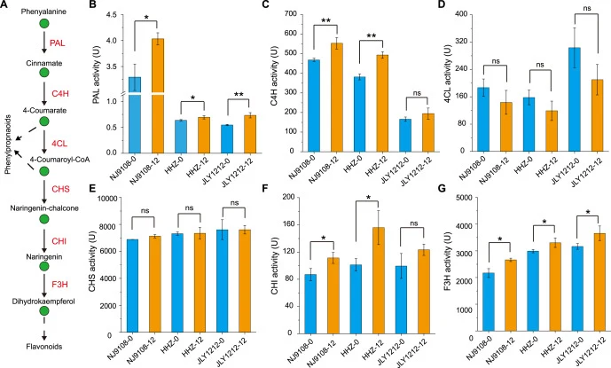 Activities of key enzymes involved in polyphenol biosynthesis in fresh and stored rice grains. (A) Schematic diagram of the core steps in the polyphenol biosynthetic pathway. (B–G) Enzymatic activities of PAL (B), C4H (C), 4CL (D), CHS (E), CHI (F), and F3H (G) in fresh and stored rice grains. Data