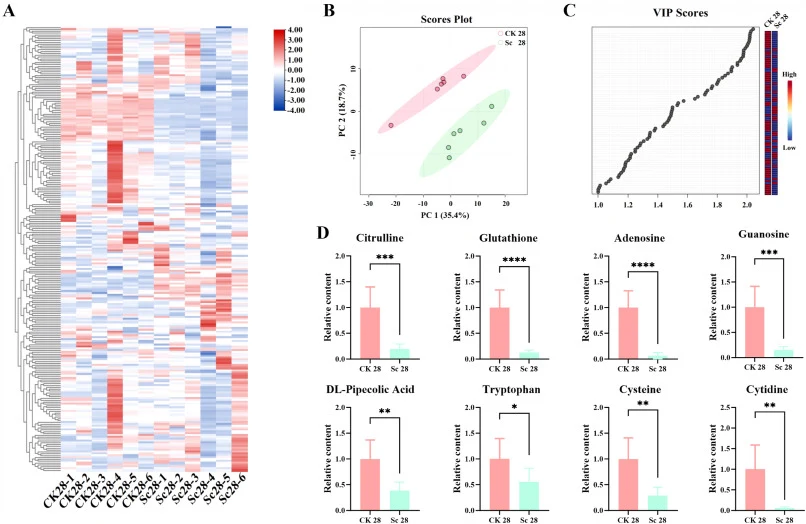Heatmap (A), PCA score plot (B), and VIP scores (C) of small-molecule metabolites detected by widely targeted metabolomics in sour meat. Relative abundances of metabolites with VIP > 2 (D). Compared with the CK 28 group, *P < 0.05, **P < 0.01, and ***P < 0.001, as determined using a two-tailed indep