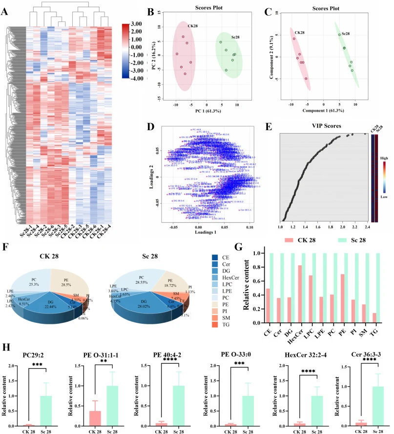 Heatmap (A), PCA score plot (B), PLS-DA score plot (C), loading plot (D), VIP scores (E), and relative lipid-subclass profiles (F, G) of putatively annotated lipids in sour meat. Relative peak intensities of putatively annotated lipids with VIP > 2 (H). Compared with the CK 28 group, *P < 0.05, **P