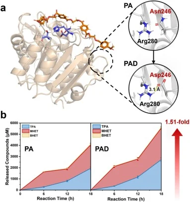 PA/PAD的结构分析与催化效率。(a) PA/4PET复合物的结构分析,并比较N246D突变体的结构。(b) 在40 °C、pH = 9.5条件下,PA与PAD对lcPET降解效率的比较。
