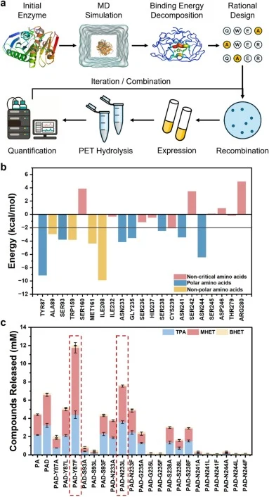 Rational design of PAD to get improved single-point mutation on PET degradation. (a) Energy-based rational design protocol. (b) Binding energy residue decomposition of PAD/4PET; (c) Hydrolysis activity on lcPET evaluated by measuring the released product amount (summation of TPA, MHET, and BHET) usi
