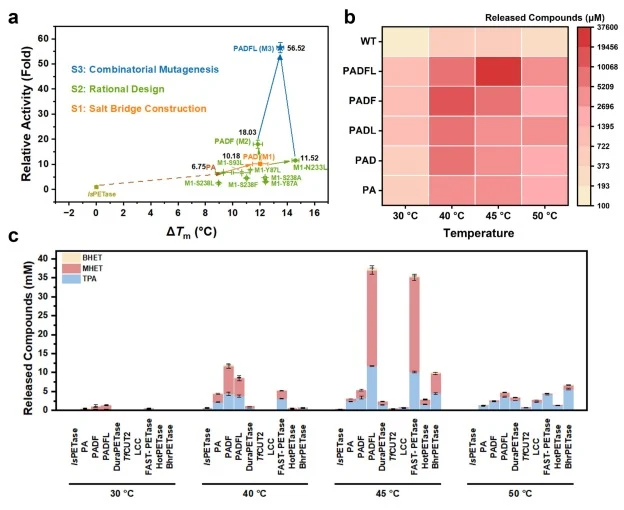 PET hydrolysis activity of the engineered mesophilic IsPETase variant. (a) Activity and thermostability evolution of PA from IsPETase, divided into three stages (S1: orange, salt bridge construction; S2: green, rational design; S3: blue, combinatorial mutagenesis). Details of all experimental data a