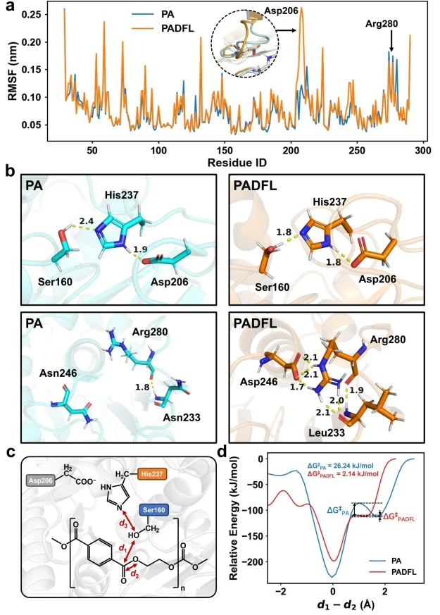 Mechanistic insights into enhanced catalytic efficiency of PADFL. (a) RMSF of apo PA and PADFL. (inset) D206 loop conformation comparation between PA and PADFL. (b) Conformation changes between apo PA and PADFL, focusing N246D, N233L, R280, and catalytic triad, displayed as sticks. Yellow dashed lin