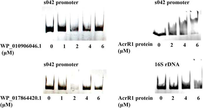 In vitro EMSA of Cy5-labelled s042 promoter (10 nM) in the presence of increasing concentrations of WP_010906046.1, WP_017864420.1 and AcrR1 proteins, as indicated. Protein concentrations are indicated above each lane. The specific binding of AcrR1 to the s042 promoter was evidenced by the gradual s
