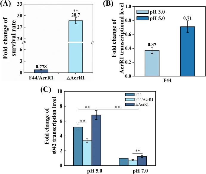 Influence of AcrR1 on acid tolerance and its regulatory effect on s042 transcription. (A) Relative survival rates of AcrR1 overexpressing strain F44/AcrR1 and knockout strain ΔAcrR1 under acid stress (pH 3.0) compared to the wild type F44. Statistical significance was determined using an unpaired tw