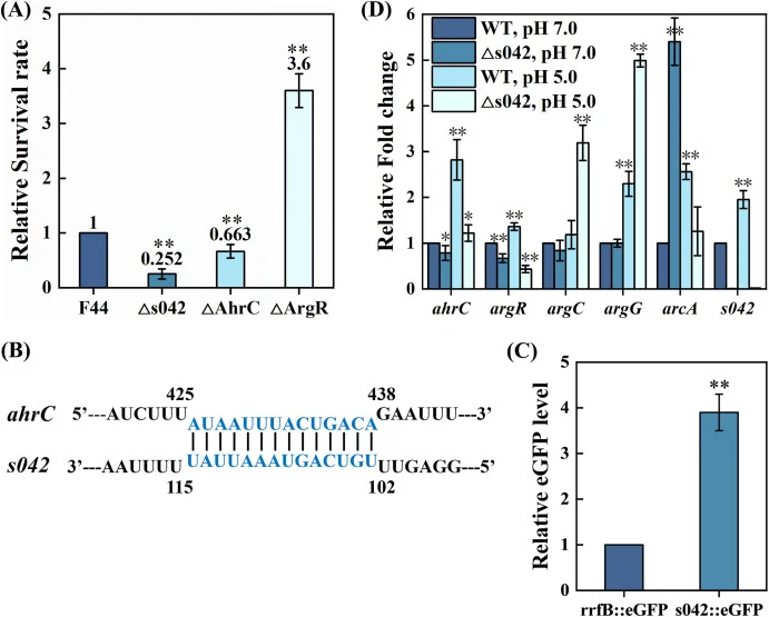 sRNA s042 regulates the expression of ArgR and AhrC. (A) Relative survival rates of strains Δs042, ΔArgR and ΔAhrC under acid stress. (B) Predicted interaction between sRNA s042 and AhrC mRNA. (C) Fluorescence levels of the eGFP reporter fused with the target gene ahrC. The rrfB sRNA from E. coli DH