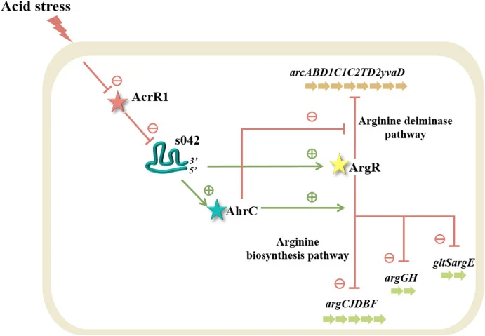 The proposed regulatory cascade of AcrR1-s042-ArgR/AhrC underlying acid stress adaptation in L. lactis. Under acidic conditions, the transcription of the repressor AcrR1 is downregulated. This derepression allows for increased transcription of the sRNA s042, which post-transcriptionally activates th