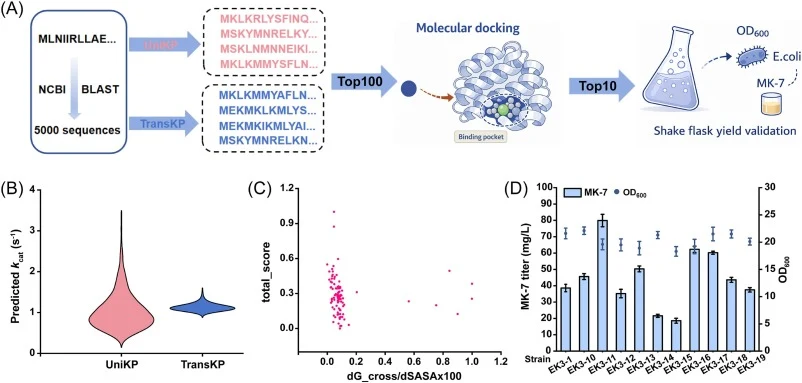 Deep learning and molecular docking-assisted screening of HepS/HepT. (A) Workflow for AI-assisted HepS/HepT homolog screening. (B) Distribution of predicted kcat values for HepS/HepT homologs generated by UniKP and TransKP. (C) Distribution of total_score and dG_cross/dSASA × 100 values for candidat