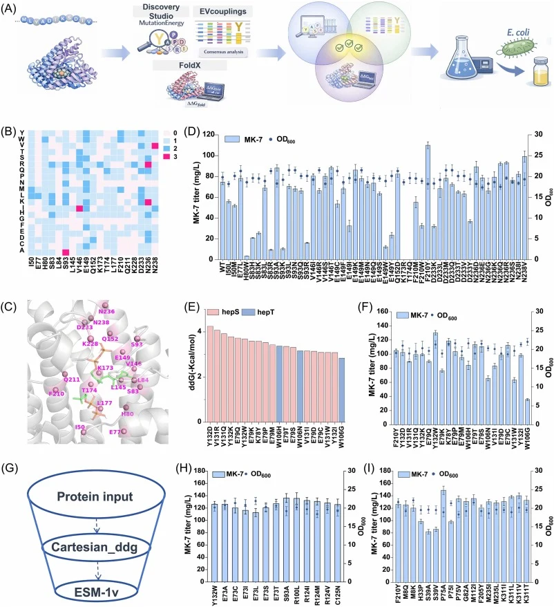 Computational and structure-guided engineering of HepS/HepT. (A) Workflow for HepS/HepT engineering integrating Discovery Studio 2019, FoldX, EVcouplings, and shake-flask validation. (B) Heat map of virtual saturation mutagenesis scores for active-pocket residues. The color scale indicates the numbe