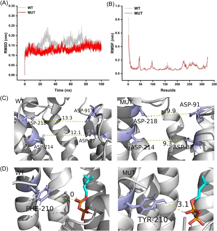 MD simulation analysis of the WT and MUT HepS/HepT complexes. (A) Root mean square deviation profiles of the WT and MUT HepS/HepT complexes during 100-ns MD simulations. (B) Root mean square fluctuation profiles of the WT and MUT HepT complexes. (C) Representative conformations comparing the distanc
