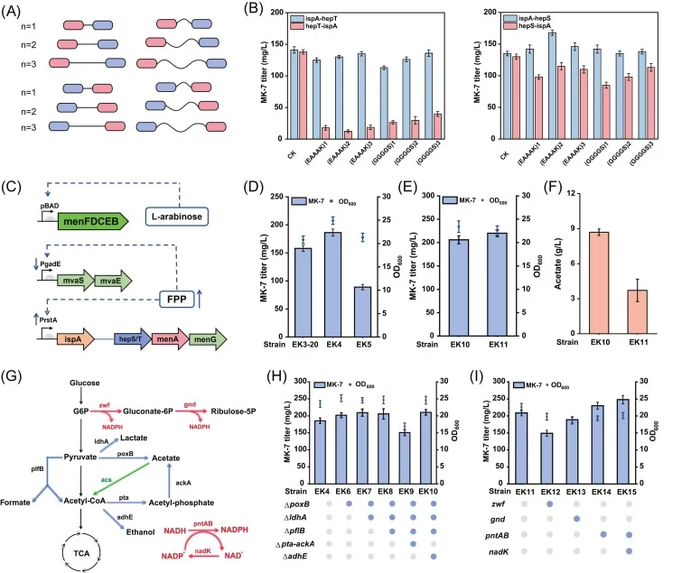 Pathway expression coordination and NADPH regeneration. (A) Design of IspA–HepS/HepT fusion proteins. Straight lines represent rigid linkers (EAAAK), whereas curved lines represent flexible linkers (GGGGS), and n indicates the number of linker repeats. (B) Effects of fusion orientation and linker ty