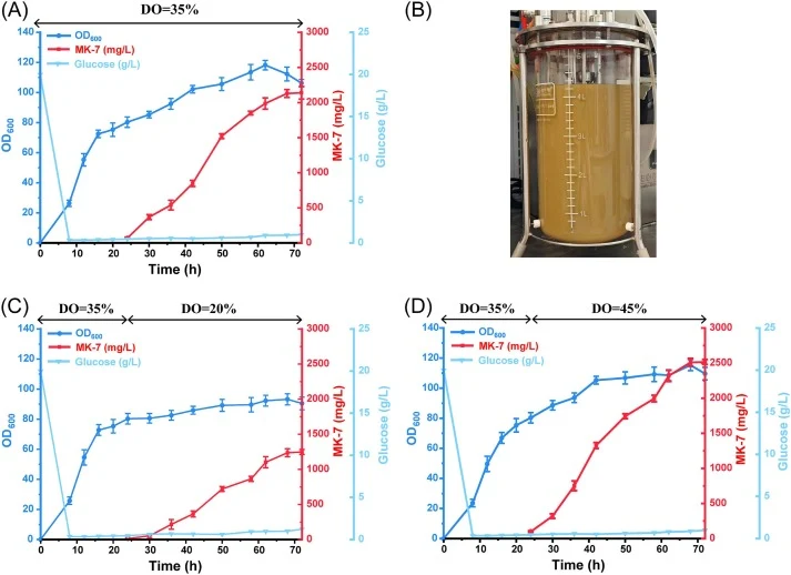 Fed-batch production of MK-7 in a 5-L bioreactor. (A) Time profiles of OD600 values, MK-7 titers, and amounts of residual glucose during fed-batch fermentation under a constant dissolved oxygen content of 35 %. (B) Photograph of the 5-L bioreactor during MK-7 fed-batch fermentation. (C) Time profile