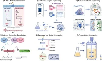 Rational design of heptaprenyl diphosphate synthase and meta