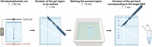Post-run gel staining and band excision. The portion of the gel containing the molecular weight marker lanes and one lane with the PCR product was first isolated and exposed to UV light to excise the band of interest. The stained and unstained gel sections were then realigned, using the stained port