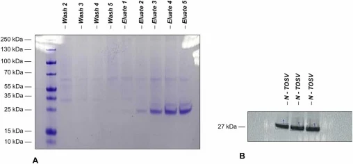 Purification Profile and Immunodetection of N Protein. A. Coomassie-stained SDS–PAGE gel illustrating the protein purification profile, including the molecular weight marker, wash fractions (Wash 2 – Wash 5), and elution fractions (Elution 1 – Elution 5), in which the target protein is predominantly