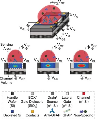 3D illustration of the MNC biosensor. 2D cross-sections, midway between source and drain, are also provided reflecting different IDS configurations.