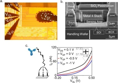 a. An optical image of the MNC biochip. The 0.5 μL blood drop is evident with the submerged quasi-reference electrode (drop marked with dashed red line and electrode marked with white dashed line). The probe needles contacting the electrical pads of the MNC biochip are visible. b. SEM image of a til