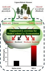 Engineering Saccharomyces cerevisiae for ethanol production