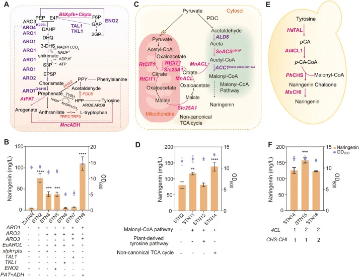 Naringenin synthesis in S. cerevisiae. A Diagram of the strategy used to increase the supply of the naringenin precursor tyrosine. B Naringenin production in the engineered strains. C Metabolic engineering of malonyl-CoA synthesis by reinforcing the cytosolic pathway and redistributing the subcellul