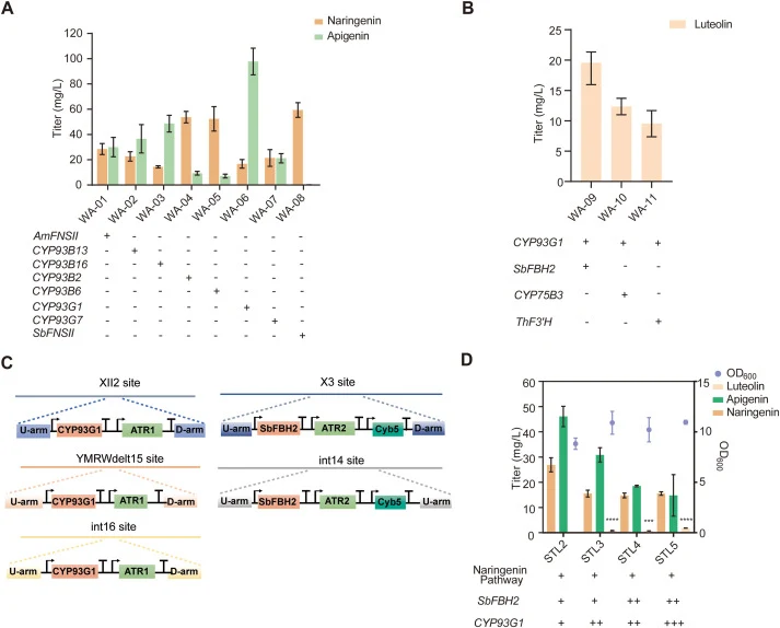Luteolin synthesis in S. cerevisiae. A The effects of adding 100 mg/L naringenin to the culture medium on apigenin titer in yeast strains harboring plasmids containing FNS genes from different sources. B The effects of adding 100 mg/L naringenin on luteolin titer in yeast strains expressing F3′H gen