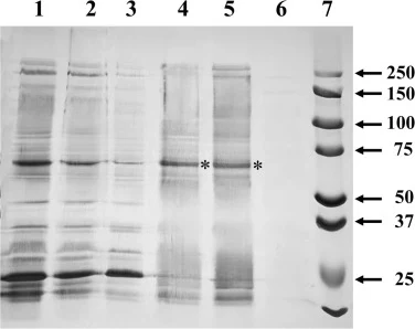 经pTTB2-myr-His转化的枯草芽孢杆菌W