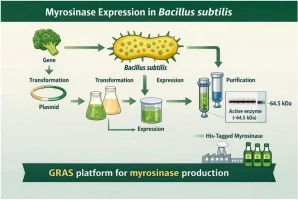 Functional expression of broccoli myrosinase in Bacillus sub