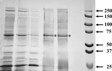 西兰花黑芥子酶在枯草芽孢杆菌中的功能表达