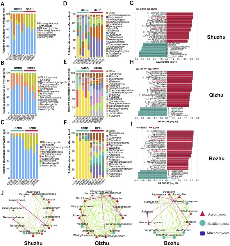 Fungal microbiome composition and co-occurrence networks in diseased (RD) and healthy (RH) A. macrocephala rhizomes from three production areas. (A–C) Composition differences at the phylum level, (D–F) Composition differences at the genus level, and (G–I) Linear discriminant analysis (LDA) analysis.