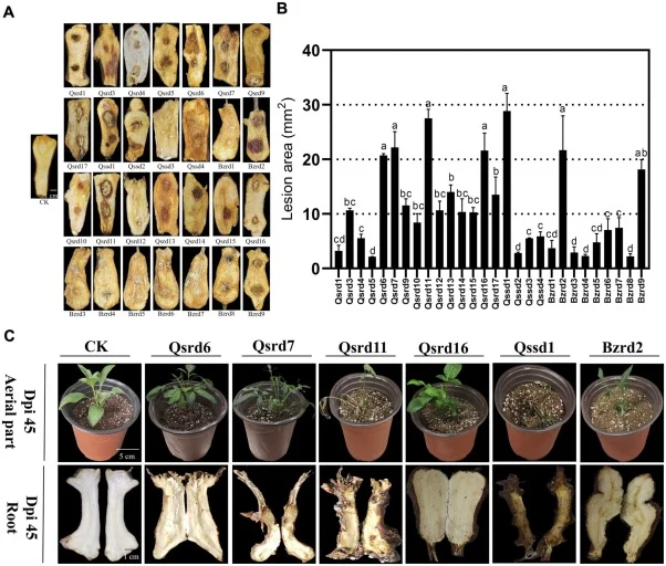 Verification of the infection ability of putative pathogenic fungi. (A) Detached rhizome inoculation of all putative pathogenic fungi, showing disease severity in healthy control (CK) and infected A. macrocephala rhizomes. (B) Quantification and statistical analysis of the size of lesions caused by