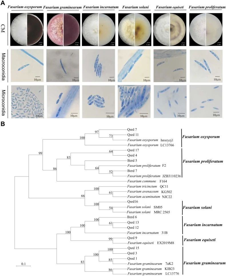 Species identification of Fusarium strains isolated from A. macrocephala. (A) Colony morphology (CM) and microscopic characteristics (macroconidia and microconidia) of different Fusarium species. The left and right panels show the front and back views of the culture dish, respectively. (B) The multi