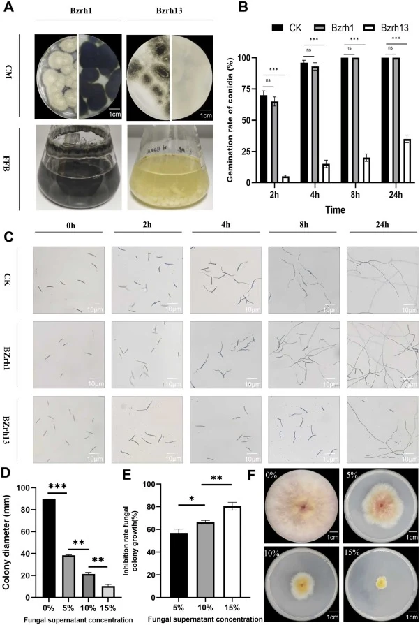 Antifungal activity of A. niger Bzrh13 and C. cladosporioides Bzrh1 sterile fermentation supernatant against F. graminearum strain Qssd1. (A) Colony morphology (CM, top panel) of C. cladosporioides Bzrh1 and A. niger Bzrh13 on PDA, and their growth appearance in the fungal fermentation broth (FFB, b