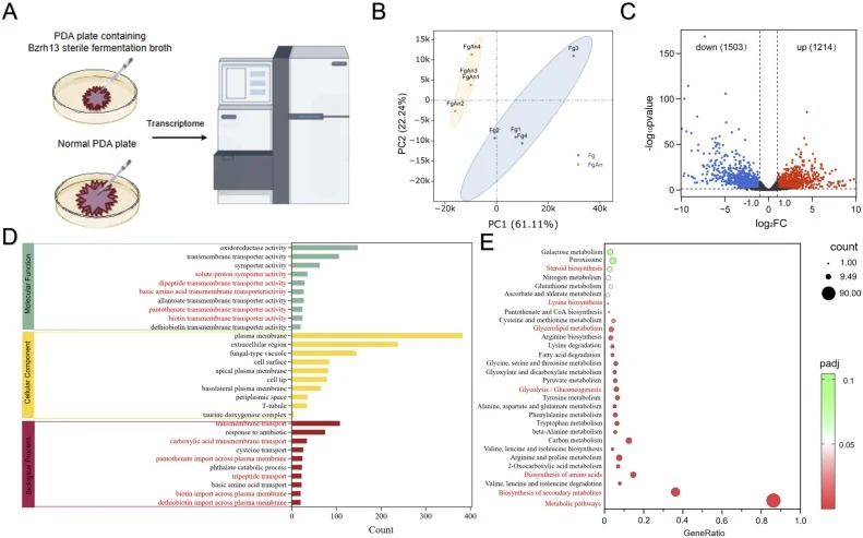 Transcriptomic responses of F. graminearum to Bzrh13 sterile fermentation broth. (A) Transcriptomic sample preparation: F. graminearum was cultured on Bzrh13-supplemented PDA (FgAn, Bzrh13-treated group) or normal PDA (Fg, control group), followed by transcriptome sequencing. (B) Principal component