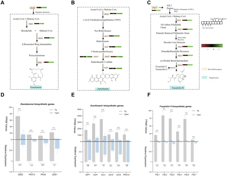 Transcriptional suppression of zearalenone, aurofusarin and fusarielin H biosynthetic genes in F. graminearum by A. niger Bzrh13 sterile fermentation supernatant. (A–C) Biosynthetic gene clusters and corresponding chemical structures of zearalenone (A), aurofusarin (B) and fusarielin H (C). (D–F) Va