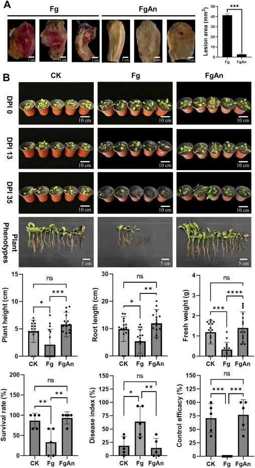 Biocontrol efficacy of A. niger Bzrh13 against F. graminearum root rot in detached rhizomes and potted A. macrocephala plants. (A) Detached rhizome assay. Left panels: representative necrotic lesions on rhizomes inoculated with F. graminearum alone (Fg) or pretreated with Bzrh13 supernatant (FgAn).