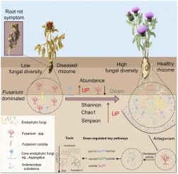 High endophytic fungal diversity and the antagonistic Asperg