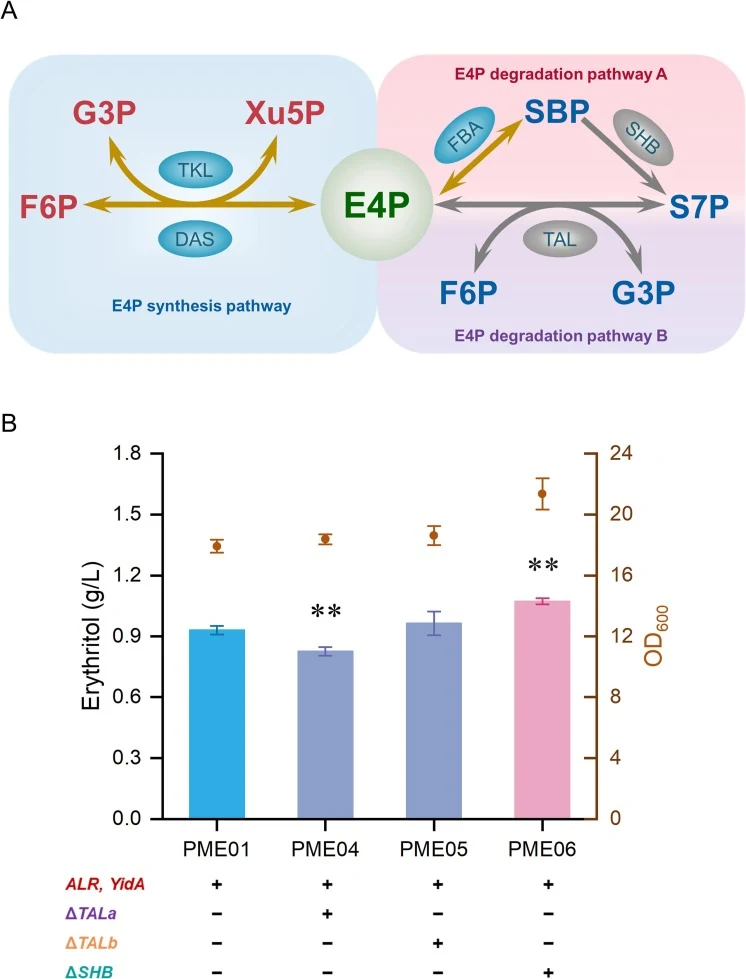 Blocking either of the E4P degradation pathways in the erythritol-producing P. pastoris strain. (A) Schematic representation of E4P synthesis and degradation pathways extracted from the XuMP of P. pastoris. Metabolites: F6P; G3P; Xu5P; E4P; SBP, sedoheptulose-1,7-bisphosphate; S7P, sedoheptulose-7-p