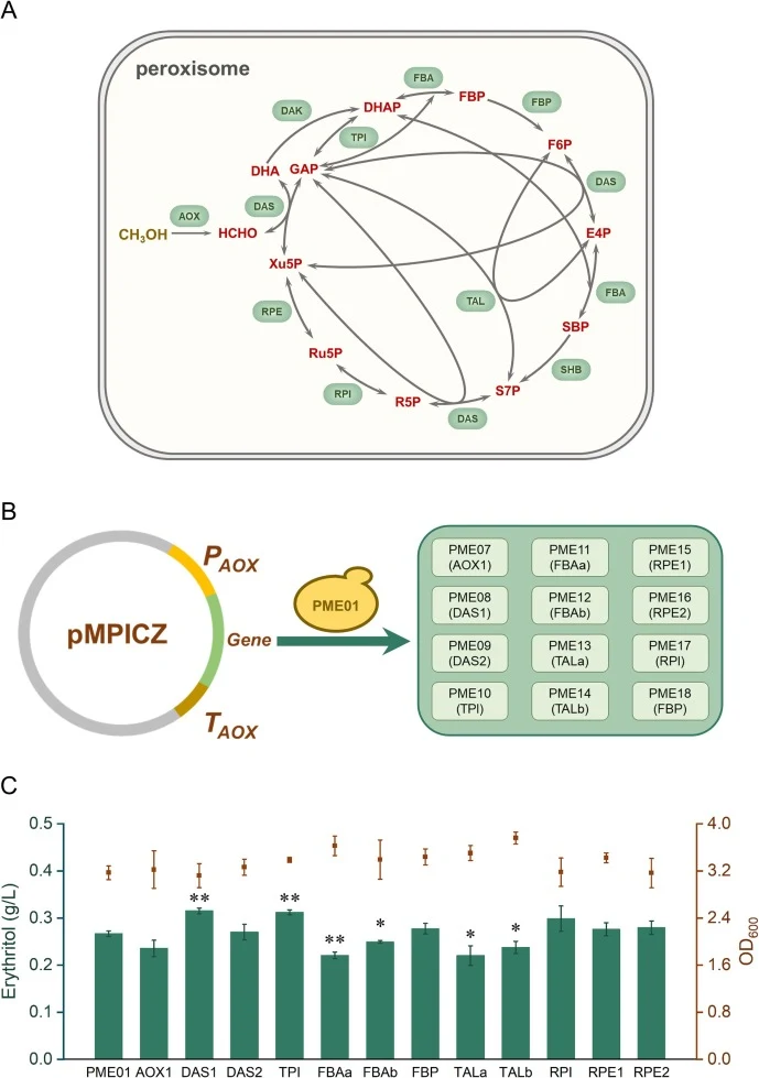 Identification of targets for C1 assimilation network strengthening through systematic overexpression of enzymes related to the XuMP of P. pastoris. (A) The XuMP of P. pastoris and the associated enzymes. Metabolites: Xu5P; G3P; DHA; DHAP; FBP, fructose-1,6-bisphosphate; F6P; E4P; SBP; S7P; R5P, rib