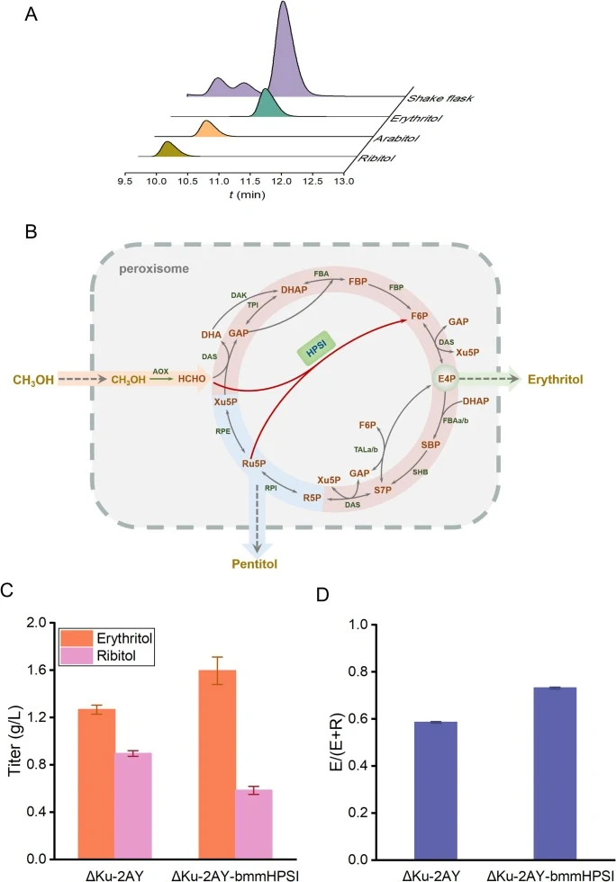 Construction of a heterologous RuMP pathway in erythritol-producing P. pastoris strain. (A) Identification of pentitol production accompanying erythritol synthesis by HPLC analysis. (B) Schematic illustration of the generation of a hybrid XuMP and RuMP cell chassis and its role in reducing pentitol