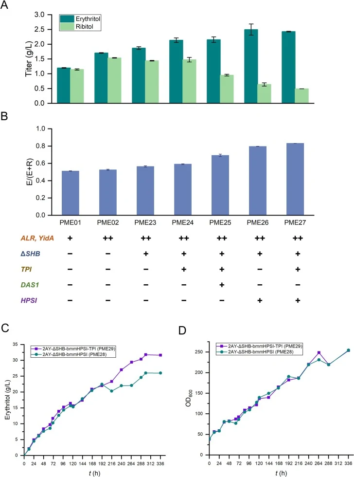 Integrative CRN rewiring for erythritol production in P. pastoris. (A) Erythritol and ribitol production of engineered strains in shake flask. (B) Erythritol-to-total sugar alcohol ratio of engineered strains in shake flasks. “+” represents that gene manipulation was performed (overexpression or del