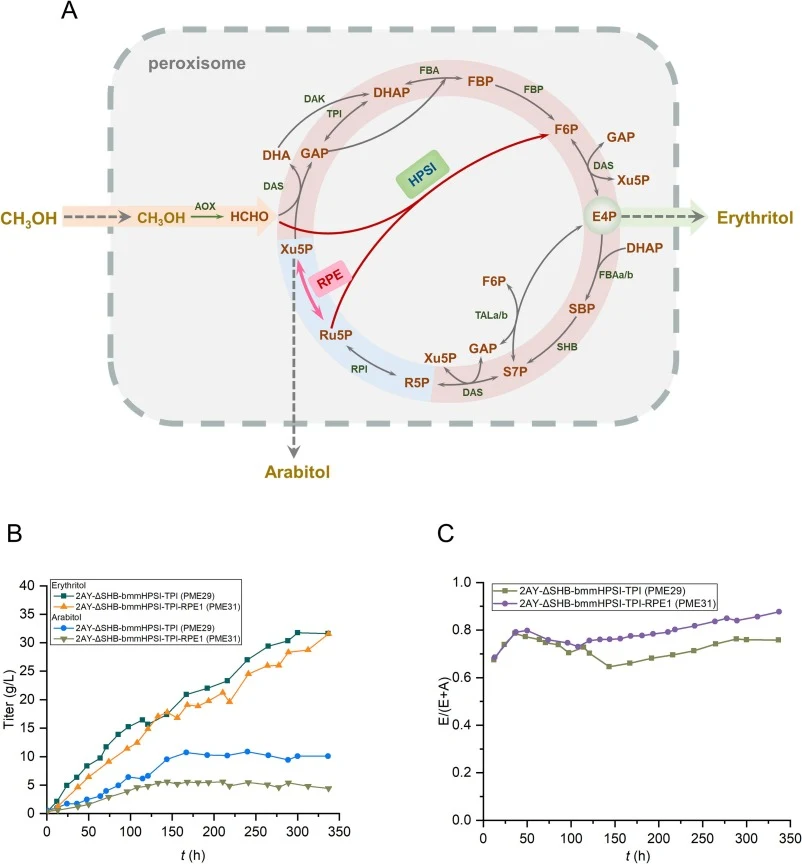 Increasing Xu5P to F6P conversion through RuMP by RPE1 overexpression to reduce arabitol formation in the fermentor culture (A) Schematic illustration of enhanced Xu5P to F6P conversion through RuMP via RPE overexpression. Heterologously expressed HPSI is shown in dark blue. (B) Erythritol and arabi