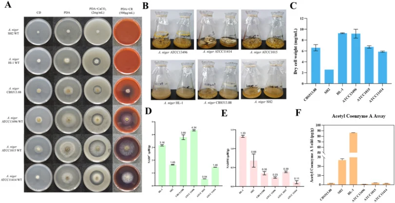 Selection of platform strains for efficient production of polyketide compounds. (A) Colony morphology of strains used for organic acid production (ATCC 1015 and ATCC 11414) and protein expression (CBS 513.88, ATCC 13496, SH-2, and HL-1) grown on solid media. (B-C) Phenotypes and dry cell weight of c
