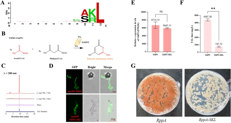 Compartmentalized biosynthesis of polyketides in A. niger. (A) Sequence features of the conserved C-terminal 12-amino-acid motif of putative peroxisomal-targeted proteins in the A. niger genome, analyzed using WebLogo. (B) Biosynthetic pathway of triacetic acid lactone (TAL). (C) HPLC chromatograms
