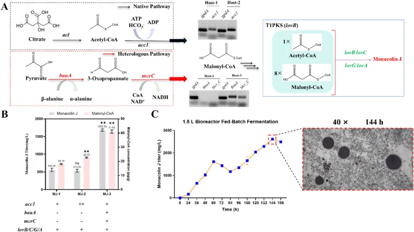 Enhancing the intracellular pool of malonyl-CoA to bolster the production of the type I polyketide monacolin J. (A) Origin and downstream utilization of the cytosolic malonyl-CoA pool. (B) Intracellular malonyl-CoA content and polyketide monacolin J titers of engineered strains. (C) Scale-up of mona