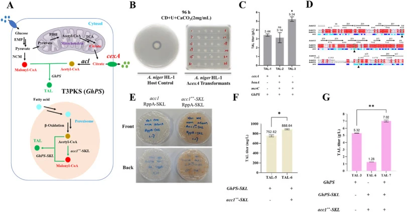 Multi-strategy-driven efficient biosynthesis of the type III polyketide TAL. (A) Strategies for the compartmentalized biosynthesis of TAL in the cytosol and peroxisome. (B) Phenotypic comparison between the citrate exporter gene cexA deletion strain and the parental strain. (C) Enhanced cytosolic ac