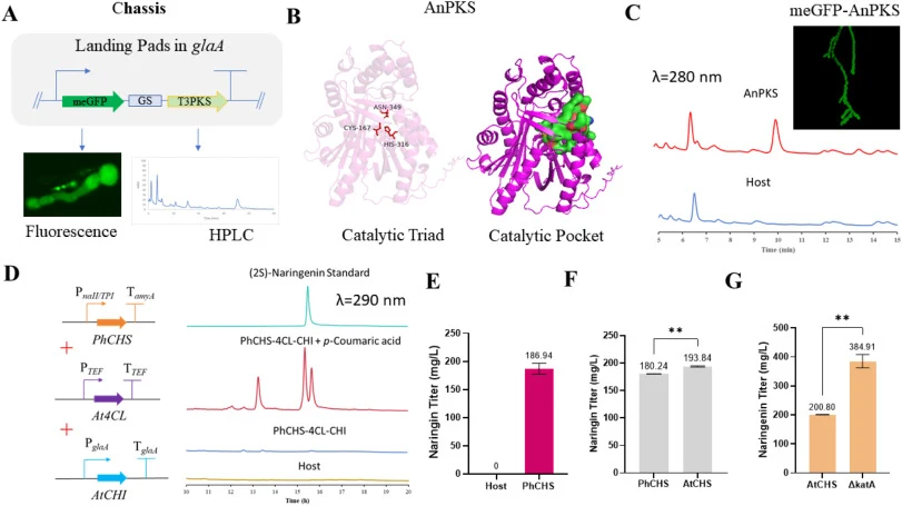 A versatile type III polyketide synthase expression platform in A. niger. (A) Strategy for the type III PKS expression platform and product identification; (B) Active site within the catalytic pocket of A. niger type III PKS; (C) Fluorescence microscopy of mycelia and HPLC analysis of fermentation b