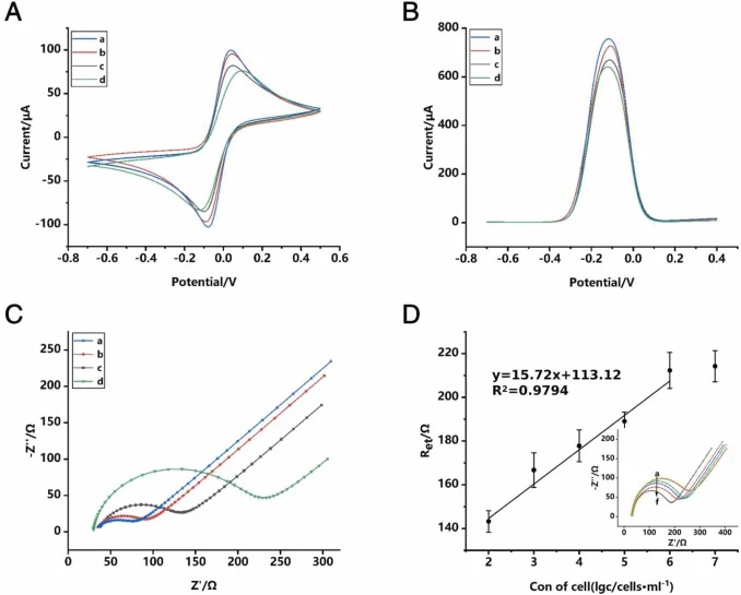 Electrochemical characterization of the biosensor. (A) CV, (B) DPV and (C) EIS responses during the stepwise fabrication process of the biosensor; (a) bare gold electrode, (b) bare paper/gold electrode, (c) prefabricated ready-to-use NaAlg@paper scaffold/gold electrode; (d) HEK293/hNAIP–NLRC4 cell-l
