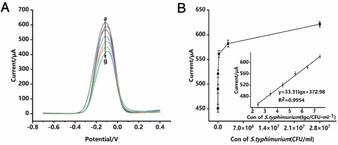 Detection of different concentrations of S. typhimurium using the biosensor. (A) DPV changes for HEK293/hNAIP-hNLRC4 cells treated with different concentrations of S. typhimurium, (a→g) arrow indicates: (a)2.8 × 10⁷ CFU/mL, (b) 2.8 × 106 CFU/mL, (c) 2.8 × 105 CFU/mL, (d) 2.8 × 104 CFU/mL, (e) 2.8 ×